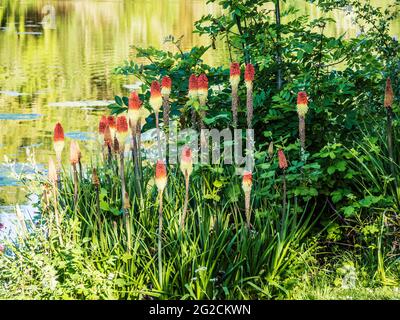 Red hot pokers, Kniphofia, growing at the edge of a small lake. Stock Photo