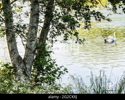 Evening sunlight on a small lake in Swindon, Wiltshire. Stock Photo