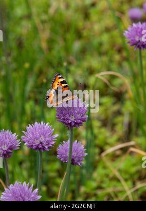 A close up of a painted lady butterfly as it drinks nectar from a Chive flower Stock Photo