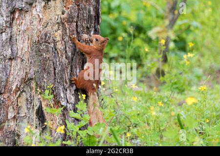 Curious red squirrel peeking behind the tree trunk holding pine cone in mouth Stock Photo