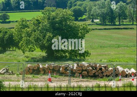 Aylesbury Vale, Buckinghamshire, UK. 8th June, 2021. HS2 Ltd have destroyed a large area of ancient woodland at Jones Hill Wood. Tree roots are piled up high as are heaps of the trees that have been woodchipped. The High Speed Rail 2 from London to Birmingham is very controversial due to both the financial and environmental costs. Credit: Maureen McLean/Alamy Stock Photo