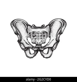 Pelvis. Human pelvis bone hand drawn vector illustration. Part of human  skeleton graphic Stock Vector Image & Art - Alamy