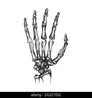 Hand Bones. Human hand and wrist bones sketch drawing vector illustrations set. Part of human skeleton graphic. Stock Vector