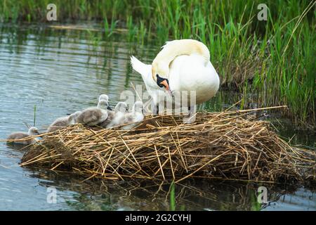 Mute swan mother & father and new born cygnets in Cambridgeshire, Uk Stock Photo