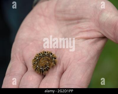 Oak Eggar Moth caterpillar aka Lasiocampa quercus in hand. Stock Photo