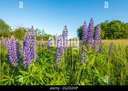 Purple blue lupine flowers in a spring meadow. France. Stock Photo