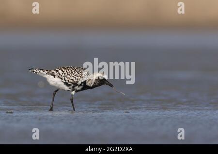 Black-bellied Plover (Pluvialis squatarola) Stock Photo