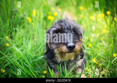 Wire-haired Dachshund Stock Photo