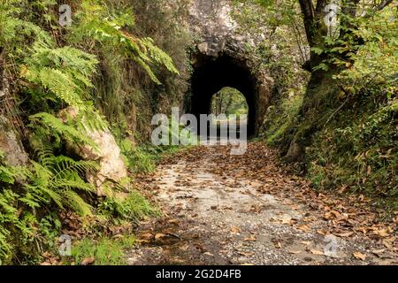 Tunnel in the Bear trekking way in autumn. Teverga, Asturias, Spain. Stock Photo
