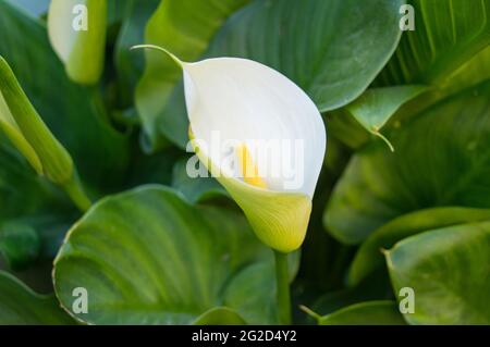 one in green large leaves Zantedeschia aethiopica, commonly known as calla lily and arum lily.close up. a simple and elegant calla lily. Stock Photo