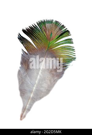 Peacock feather isolated on white background. Green pattern on the plumage. Stock Photo