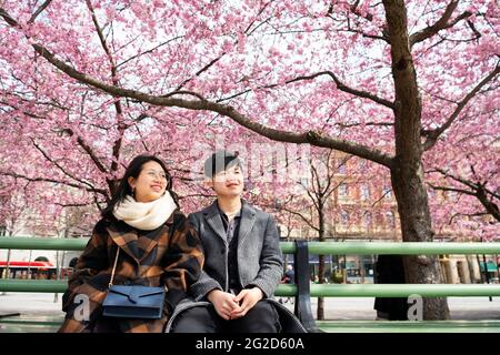 Couple sitting on bench under cherry blossom Stock Photo