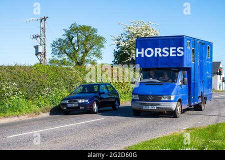 Car overtaking horse box;  horsebox van; Coach built van conversion equine animal transport travelling on country road en-route to Capesthorne Hall classic May car show, Cheshire, UK Stock Photo