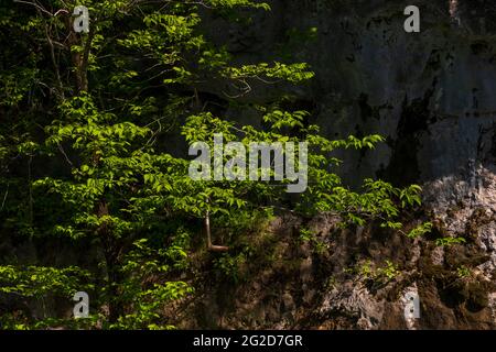 Trees grow from a nearly vertical bank on the Current River in a wilderness area in the Ozarks north of Eminence, Missouri, USA, on May 12, 2021. Stock Photo