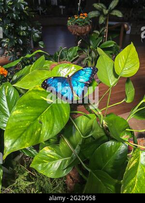 Black and Blue beautiful butterfly on the green leaf in the garden Stock Photo