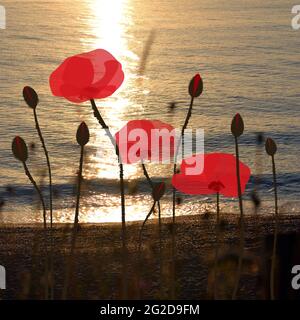 Hand drawn poppies on the background of a beach at sunrise time Stock Photo