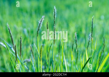 Fresh green grass field on blurred bokeh background. Soft focus. Beautiful sunlight spring or summer lawn. Spring or summer season nature landscape Stock Photo
