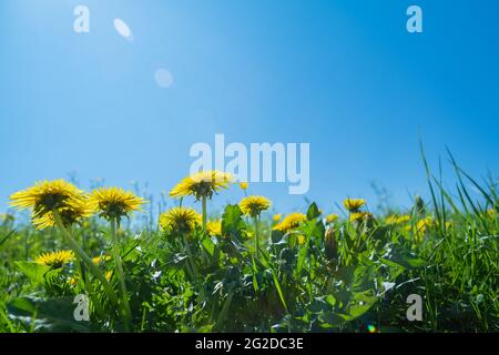 Green field with yellow dandelions. Closeup of yellow spring flowers on the ground Stock Photo