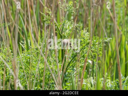 Foraging Reed Warbler (Acrocephalus scirpaceus) Stock Photo