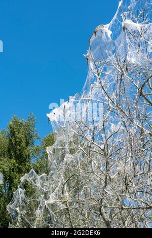 Nesting white ermine moth caterpillars have enveloped a tree in a silk web to create a safe cocoon against predators, and stripped the plant of leaves Stock Photo