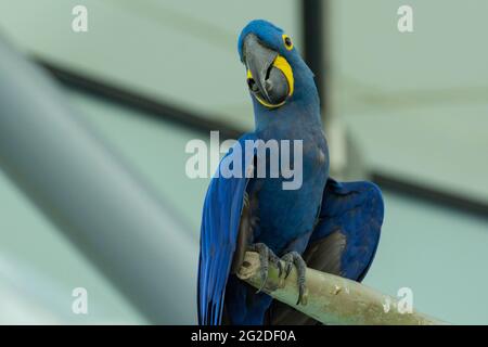 The hyacinth macaw sleeping close up (Anodorhynchus hyacinthinus), or hyacinthine macaw or blue macaw perched on a branch in South America. Stock Photo