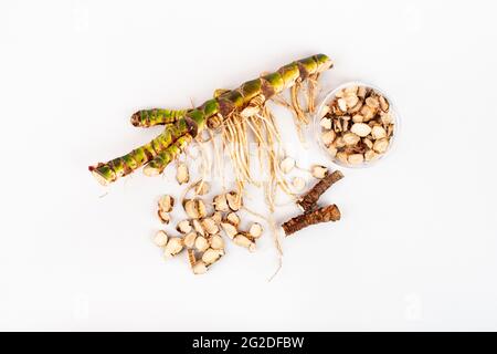 Fresh and dried Acorus calamus roots, also known as sweet flag, isolated on light background. Flat lay, top view. For personal care products, beauty a Stock Photo