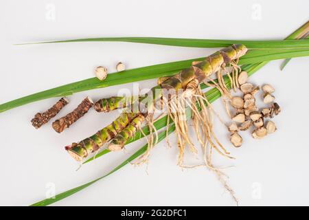 Fresh and dried Acorus calamus roots, also known as sweet flag, isolated on light background. For personal care products, beauty and medicine. Flat la Stock Photo