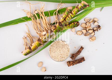 Fresh and dried Acorus calamus roots, also known as sweet flag, calamus leaves and powder isolated on light background. For personal care products, be Stock Photo
