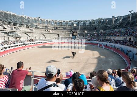 Images from the roman arena / amphitheatre in Arles of the bull fighting sport. Stock Photo