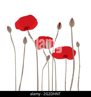 Hand drawn stylized poppies on white background Stock Vector