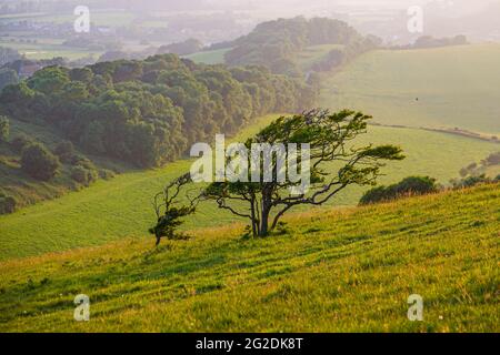 Example of wind-blown tree growth on an exposed hillside on the Isle of Wight England Stock Photo