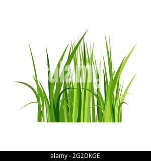 Green spring grass. Isolated on white background. Vector illustration. Stock Vector