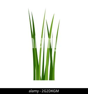 Green spring grass. Isolated on white background. Vector illustration. Stock Vector
