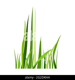 Green spring grass. Isolated on white background. Vector illustration. Stock Vector