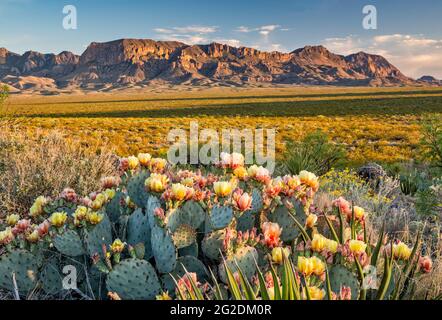 Prickly pear cactus in bloom, Chisos Mountains in distance, at sunset, Paint Gap area, Big Bend National Park, Texas, USA Stock Photo