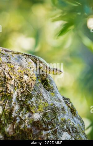 Podarcis muralis, common European wall lizard, resting in sunlight on a tree with dense green leaves. Small depth of field, selective focus, macro ima Stock Photo