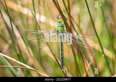 Closeup of a emperor dragonfly or blue emperor Anax imperator, resting in vegetation on a sunny Summer day Stock Photo