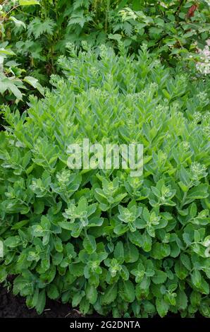 Perennial flower - ochitnik, Hylotelephium spectabile. Blooming cultivar Stock Photo