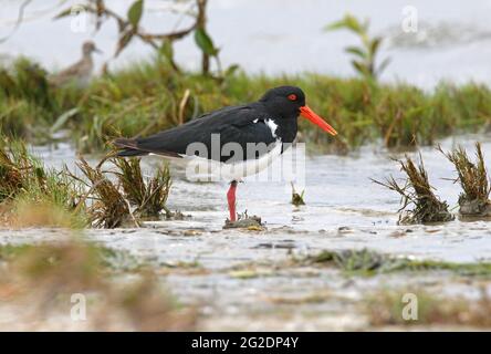 Pied Oystercatcher (Haematopus longirostris) adult roosting on saltings south-east Queensland, Australia       February Stock Photo
