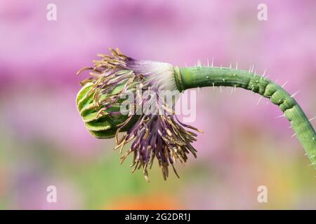Visible capsule of an opium poppy flower with stamens in a poppy field with a blurred background