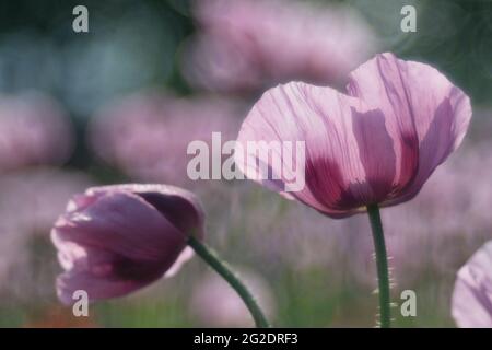 Violet-pink flowers of the opium poppy against the background of the opium poppy field Stock Photo