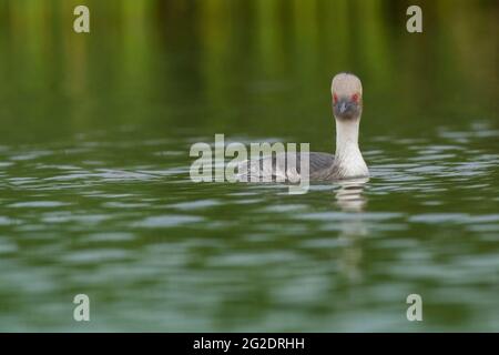 Silvery grebe, Podiceps Occipitalis, swimming in Pampas lagoon, La Pampa Province, Patagonia, Argentina. Stock Photo