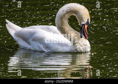 Mute Swan, Cygnus olor, preening, Essen, Baldeneysee lake, Ruhr Area, North Rhine-Westphalia, Germany, Europe Stock Photo