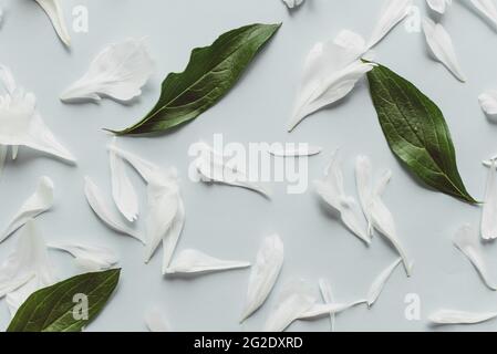Lone beige white peony on old painted yellow wood grunge background texture.. Flat lay, top view with copy space Stock Photo