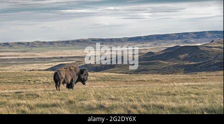 Single male plains bison on the prairie in Grasslands National Park, Saskatchewan, Canada Stock Photo