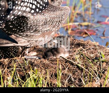 Common Baby Loon chick one day old under the parent feather wings on the nest  in its environment and habitat. Loon Baby Chick. Image. Picture. Portra Stock Photo
