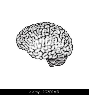 Brain side view. Human brain hand drawn vector illustration. Brain outline drawing. Part of set. Stock Vector