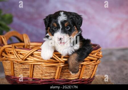 Miniature tri-colored Aussiedoodle puppy at 5 weeks old with purple background