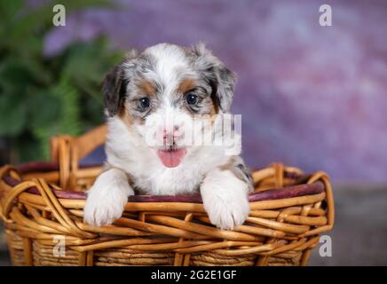 Miniature Blue Merle Aussiedoodle puppy in basket at 5 weeks old with purple background