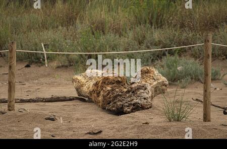 Broken tree trunk on the sand-covered ground near the plants and weeds Stock Photo